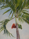 Christmas Palm 24X48      SOLD